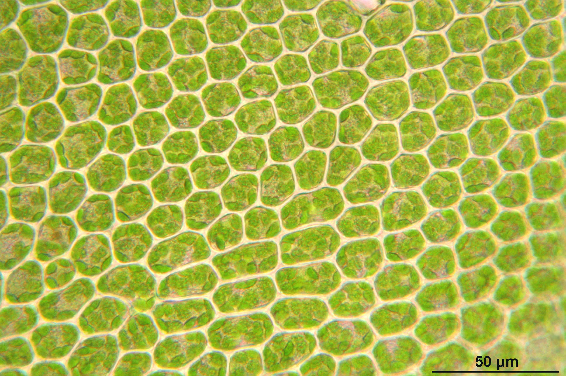 Light microscope image of plant cells. About 100 to 200 cells are visible. The cell walls appear pale coloured, whereas the cells are packed full of bright green chloroplasts. The chloroplasts look like small sacks within the cells.